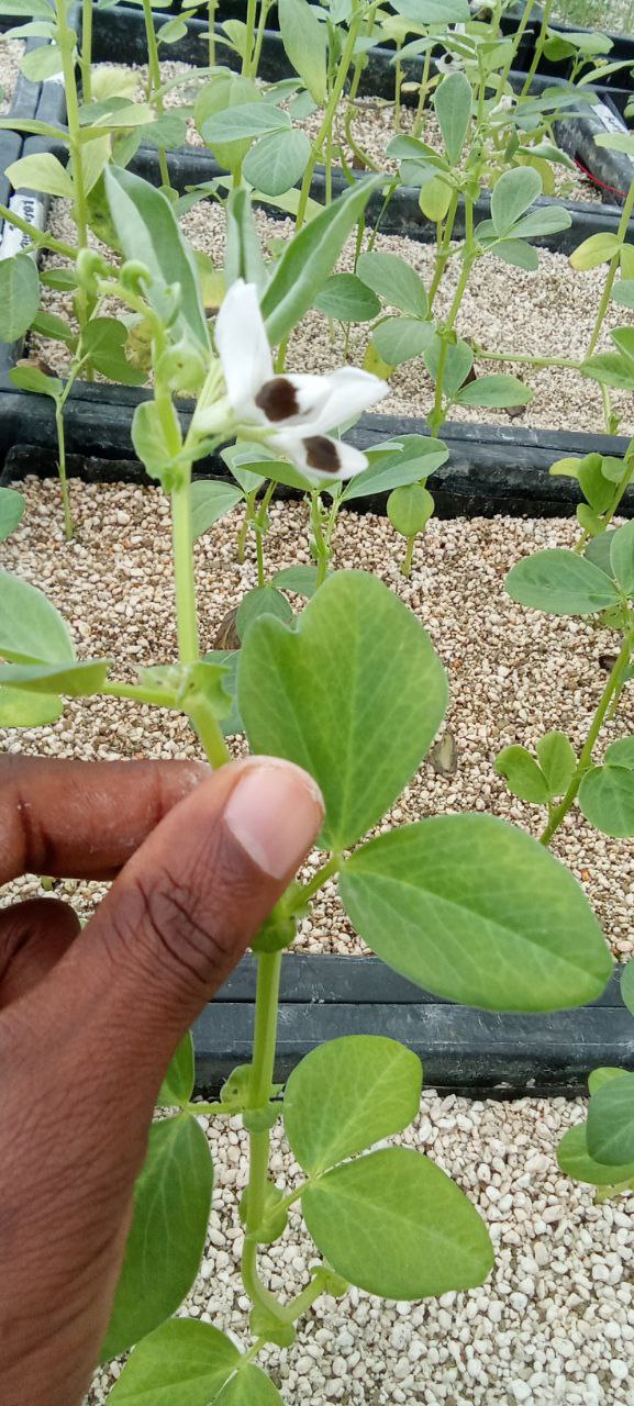 Legume Flowering